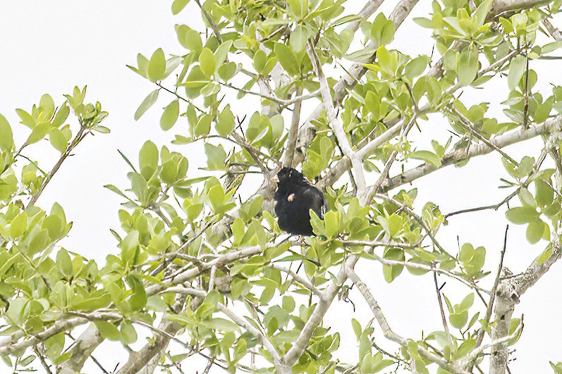Purple Indigobird - ML638633012