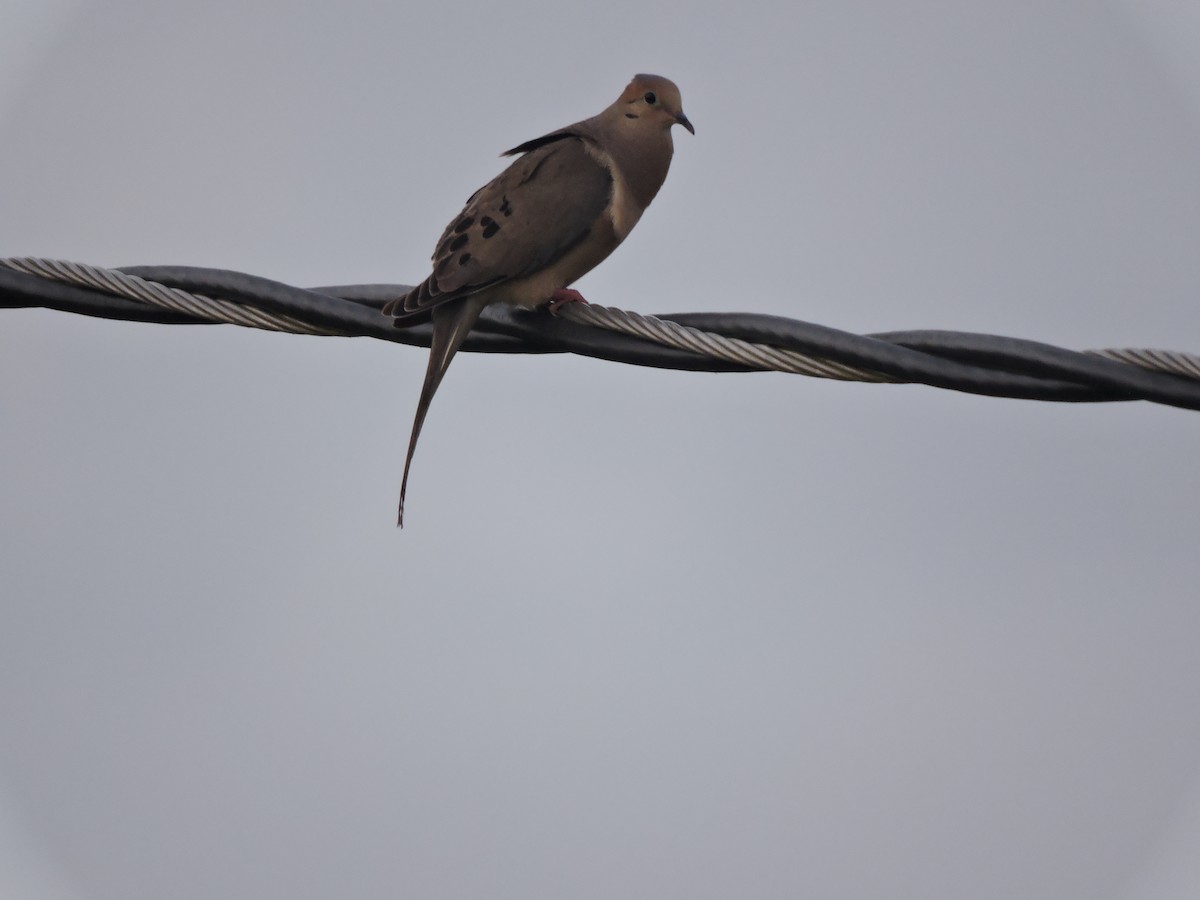 Mourning Dove - ML638633051