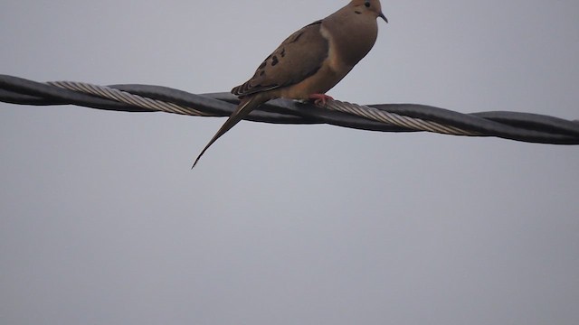 Mourning Dove - ML638633055