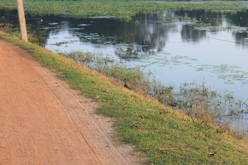 Украшенный чибис - ML638633057