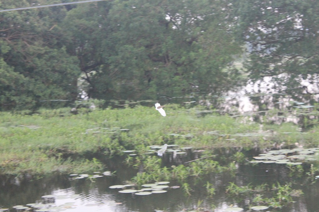 Индийская прудовая цапля - ML638633061