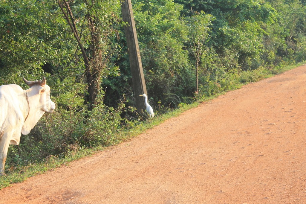 Восточная египетская цапля - ML638633068