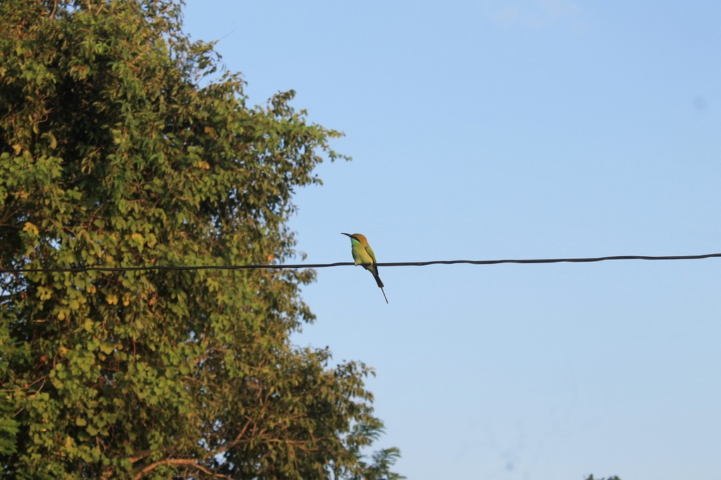 Asian Green Bee-eater - ML638633070