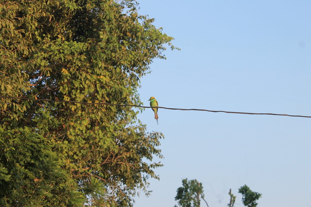Asian Green Bee-eater - ML638633071