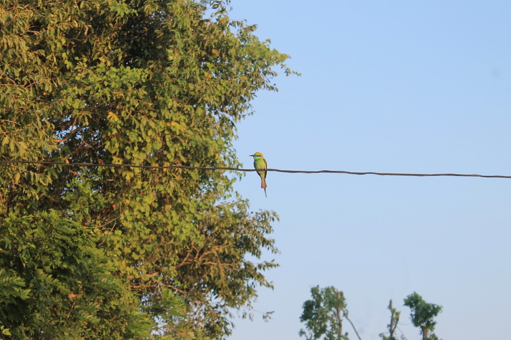 Asian Green Bee-eater - ML638633072