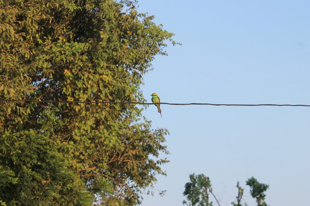 Asian Green Bee-eater - ML638633073