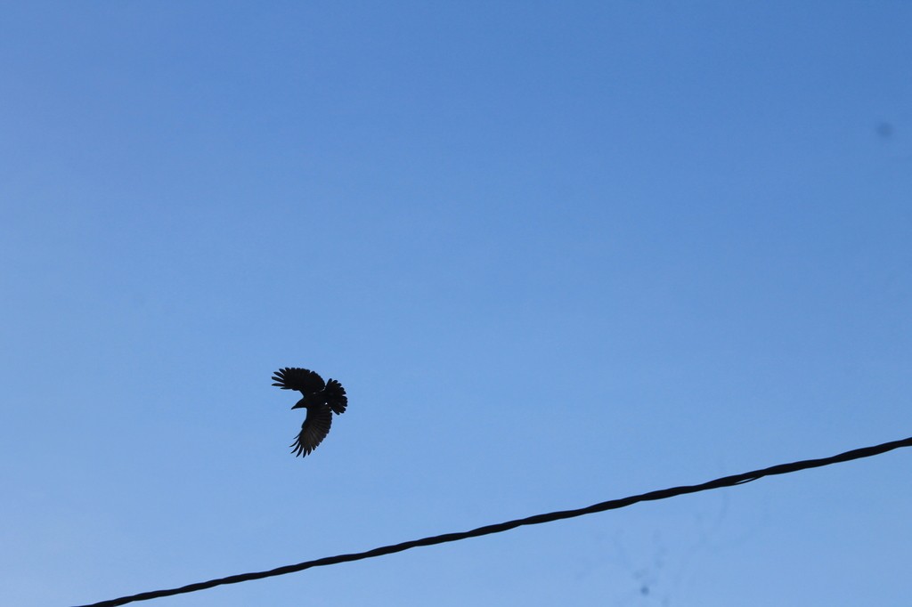 Большеклювая ворона (culminatus) - ML638633076