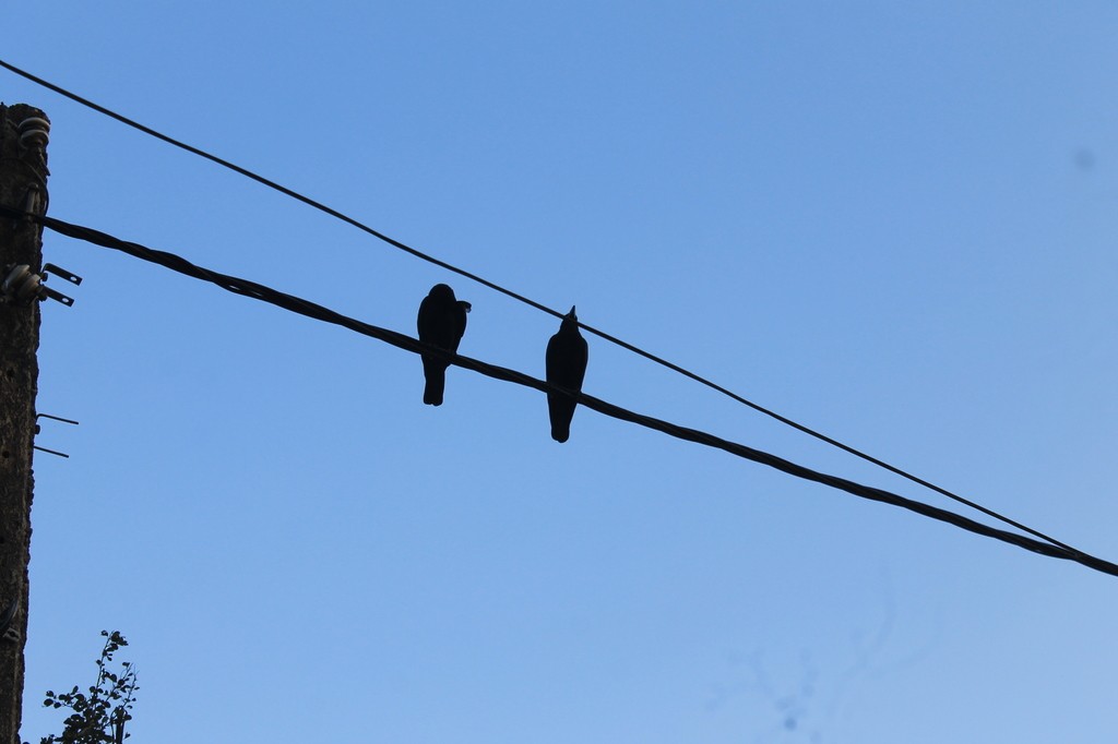 Большеклювая ворона (culminatus) - ML638633077