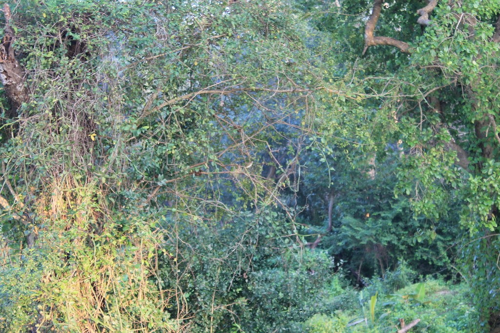 Индийский бюльбюль - ML638633081