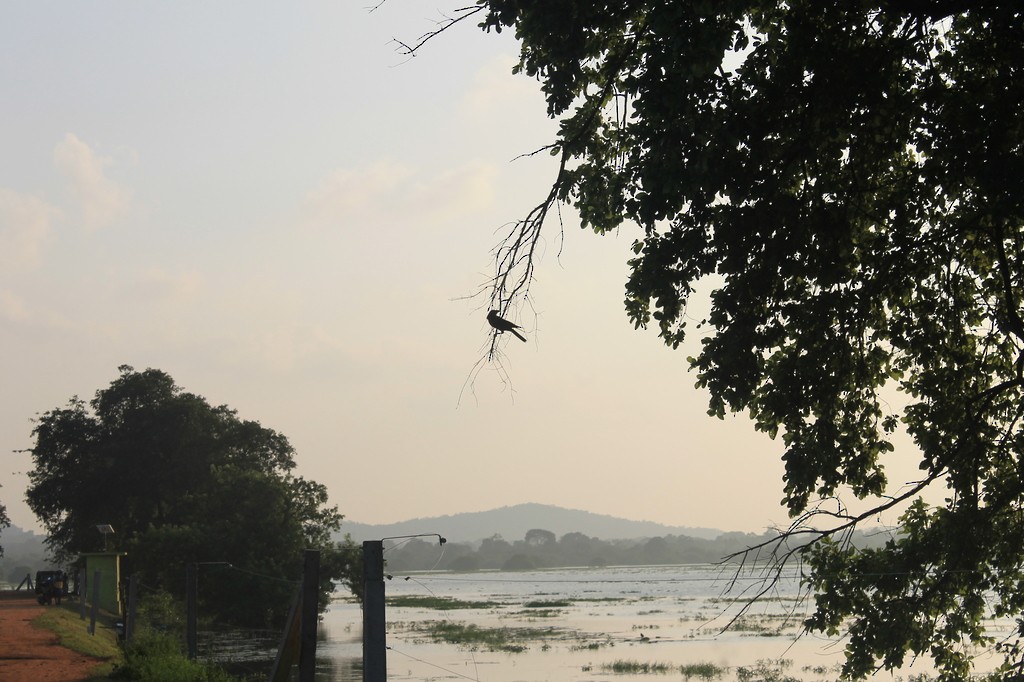 Домовая ворона - ML638633084