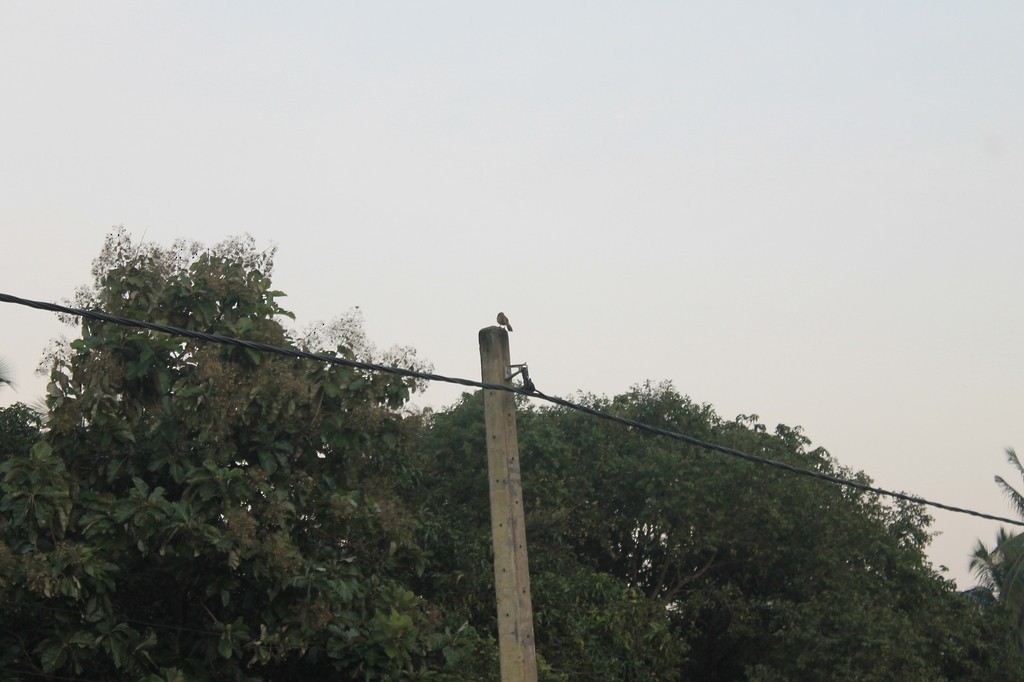 Желтоклювая дроздовка - ML638633087