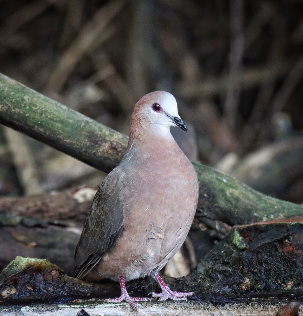 Pigeon à masque blanc - ML638633112