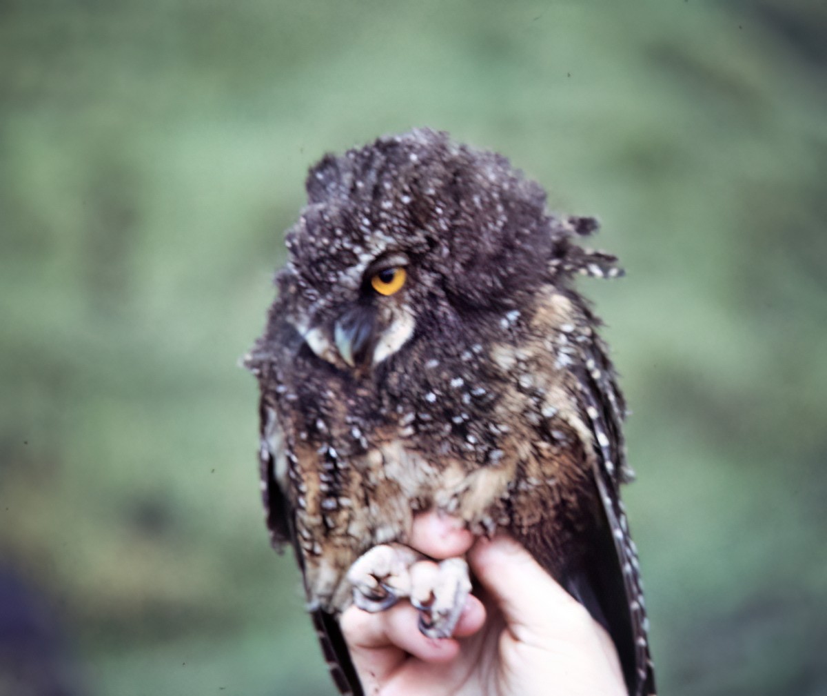White-throated Screech-Owl - ML638633115