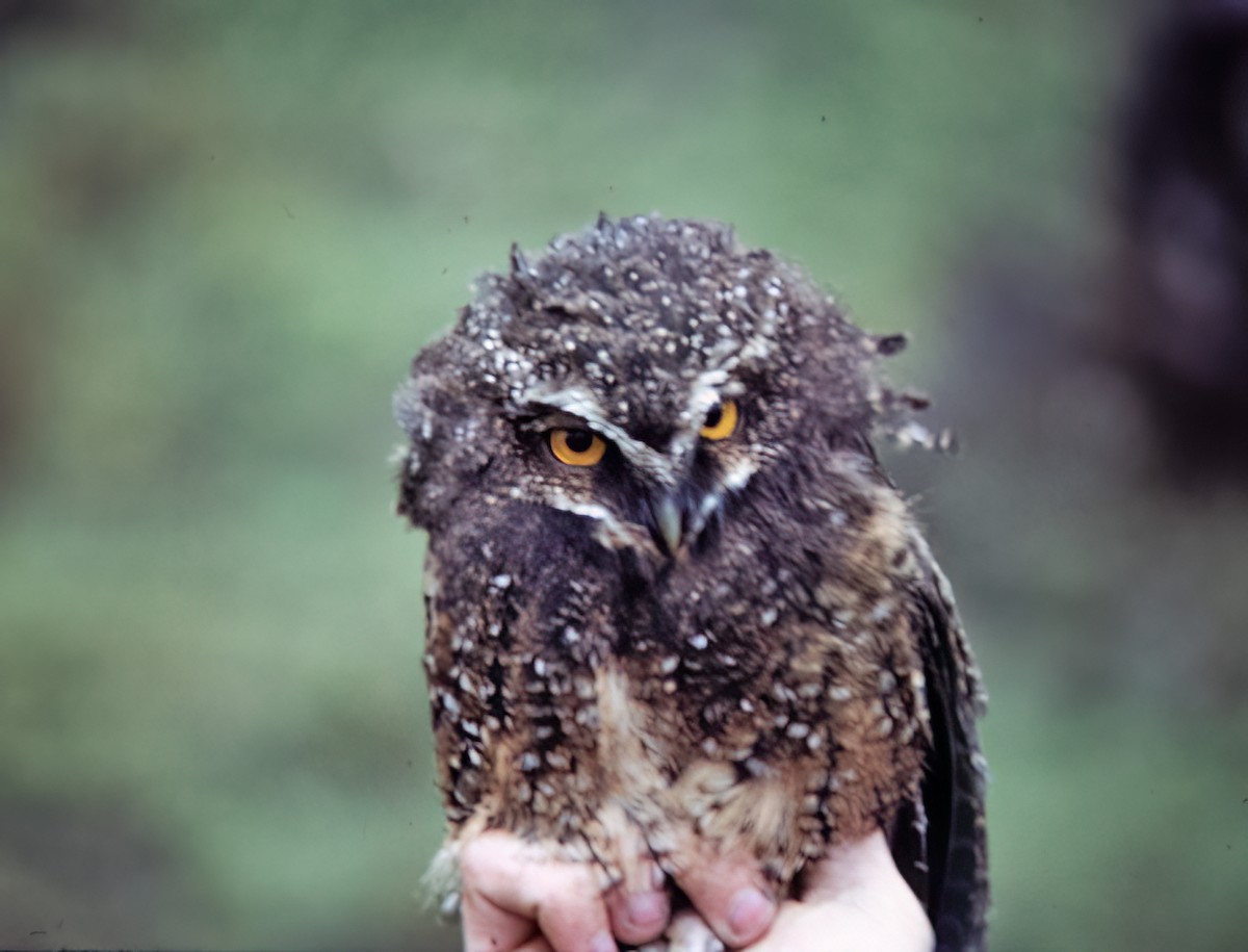 White-throated Screech-Owl - ML638633117