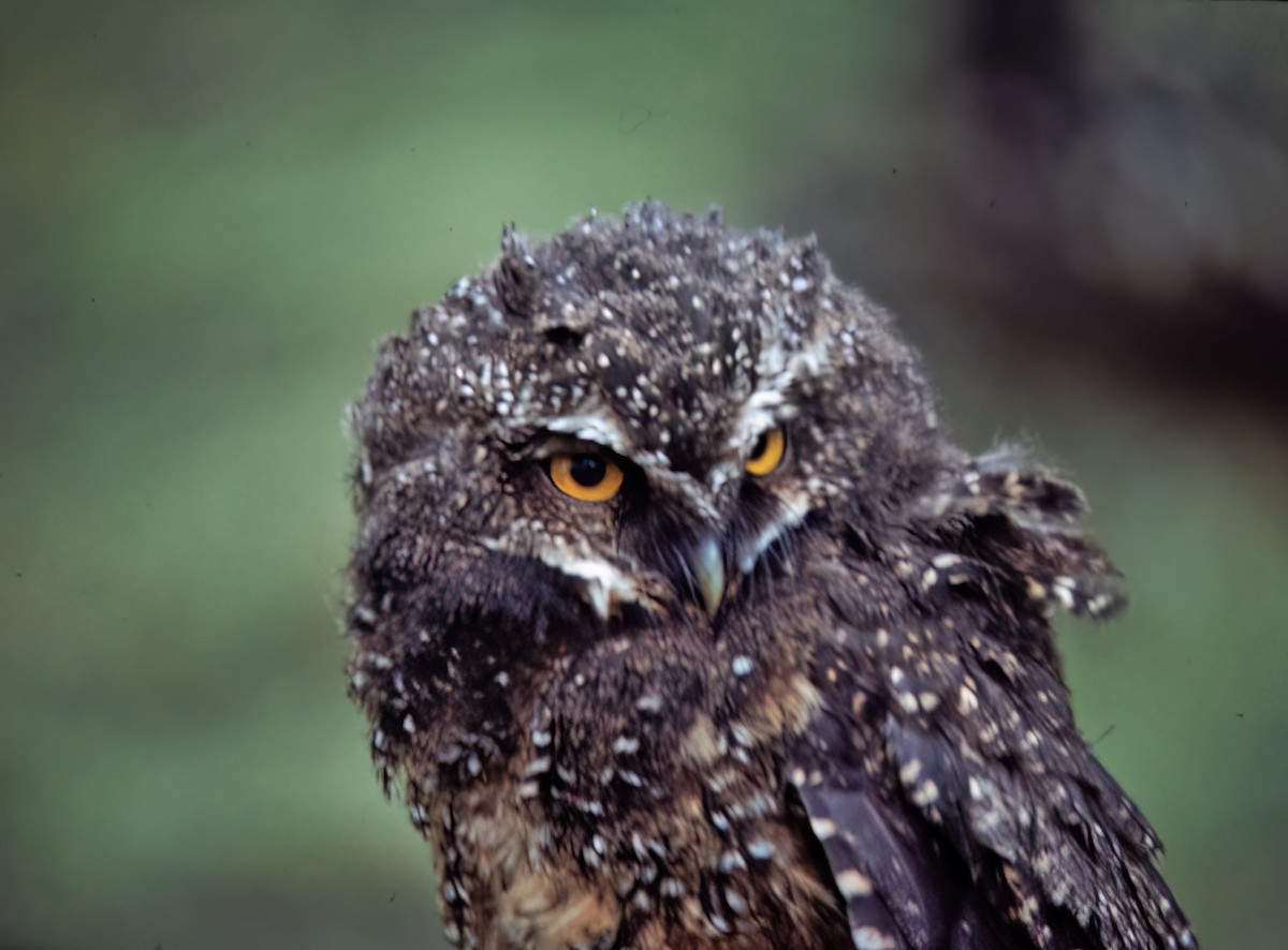 White-throated Screech-Owl - ML638633119