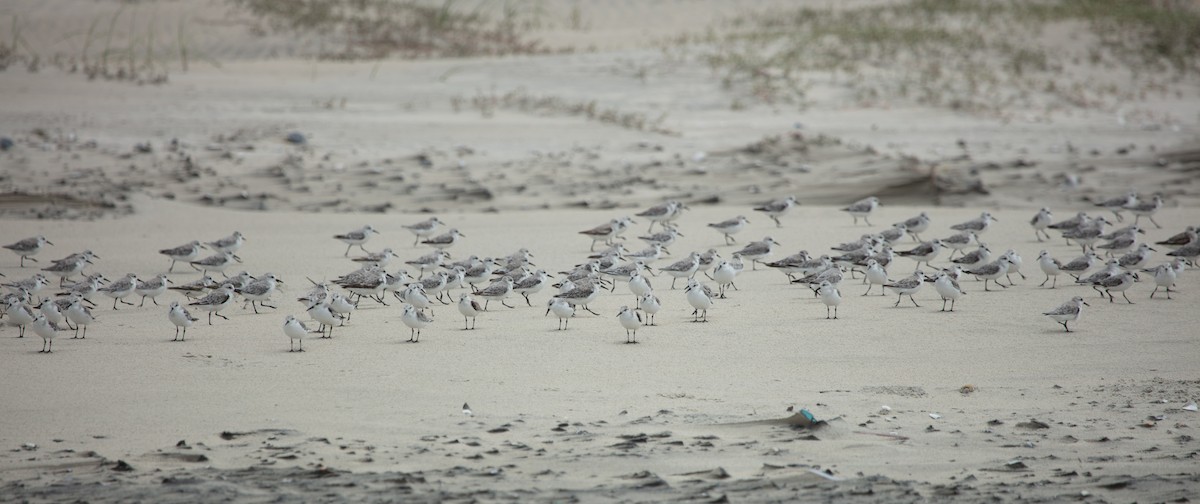 Sanderling - ML638633124