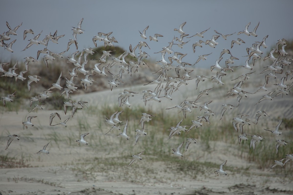 Sanderling - ML638633125