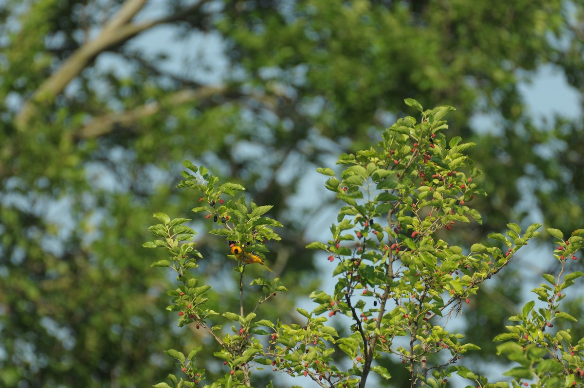 ML638633159 Baltimore Oriole - 1200