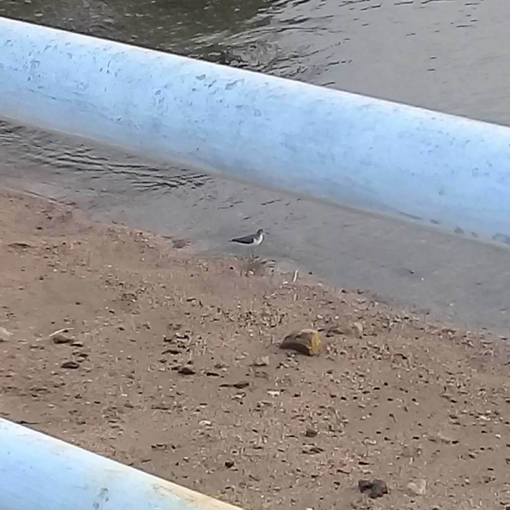 Перевозчик - ML638633165