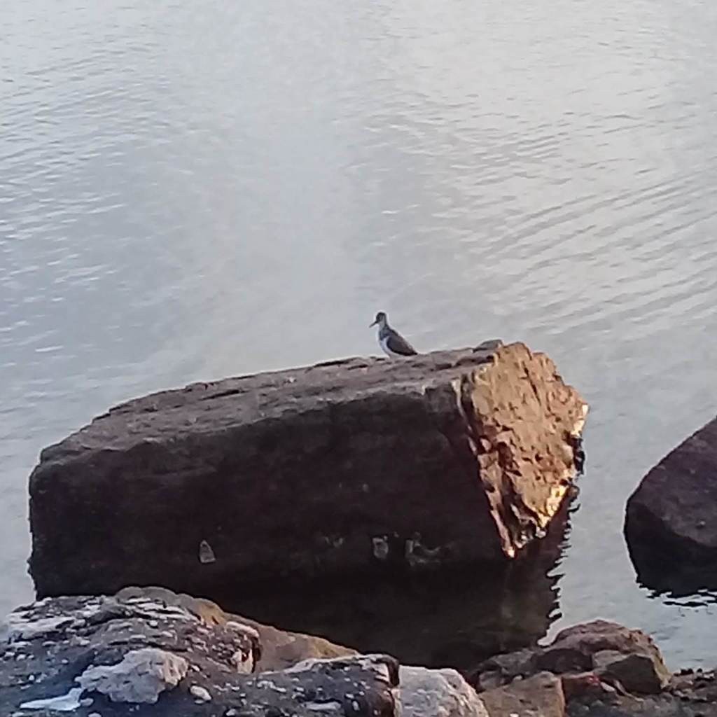 Перевозчик - ML638633166