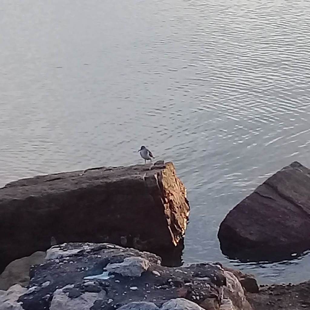 Перевозчик - ML638633167