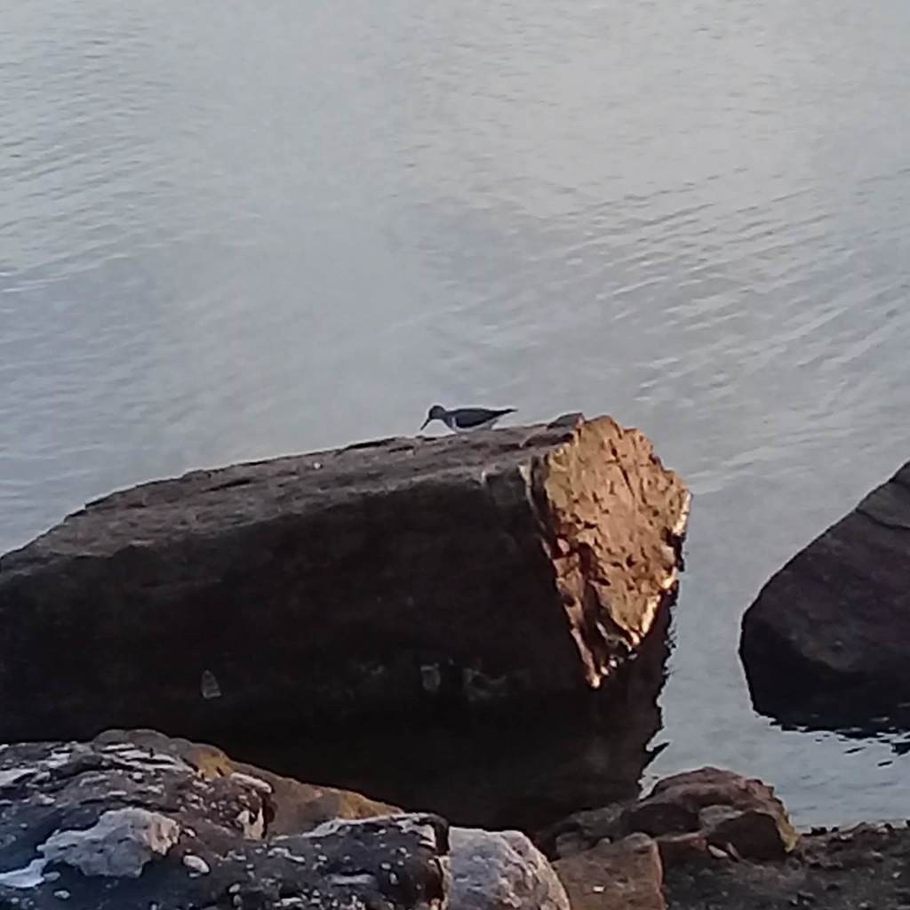 Перевозчик - ML638633168