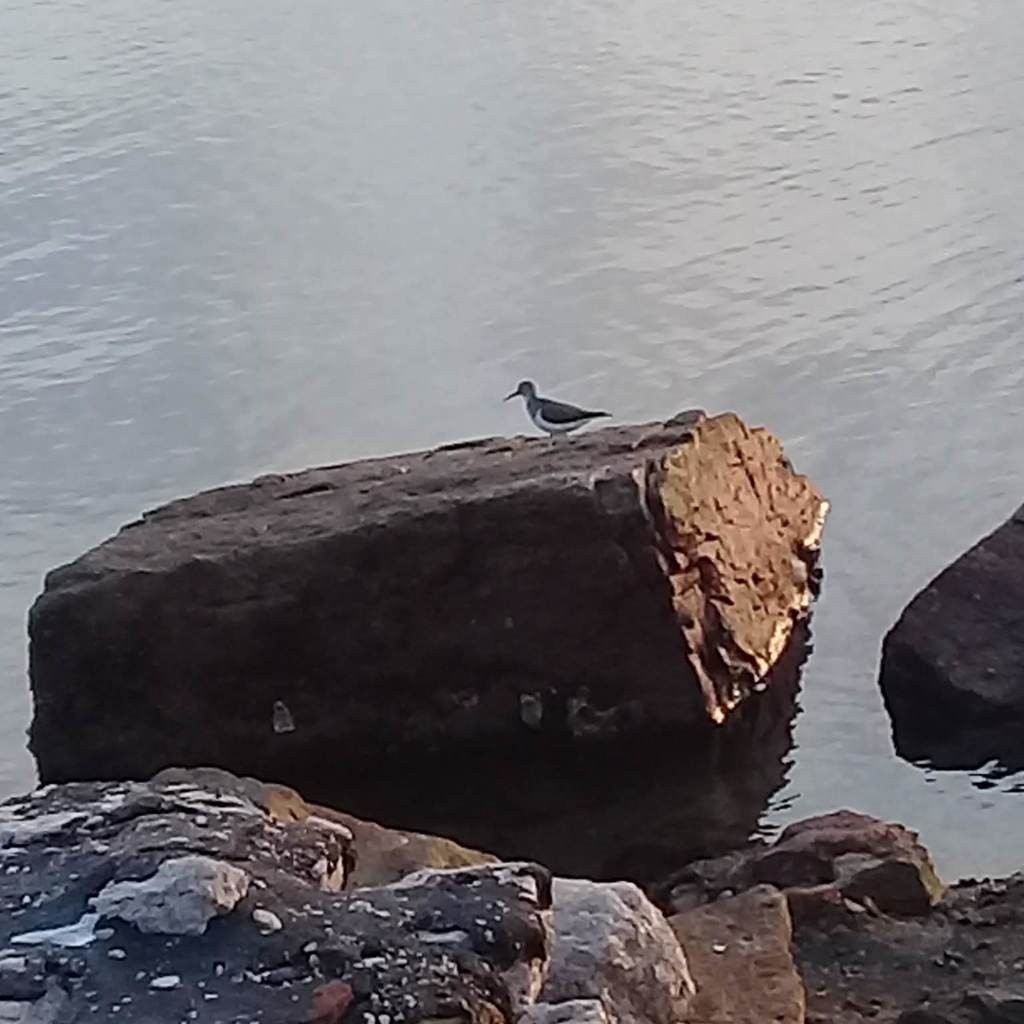 Перевозчик - ML638633169