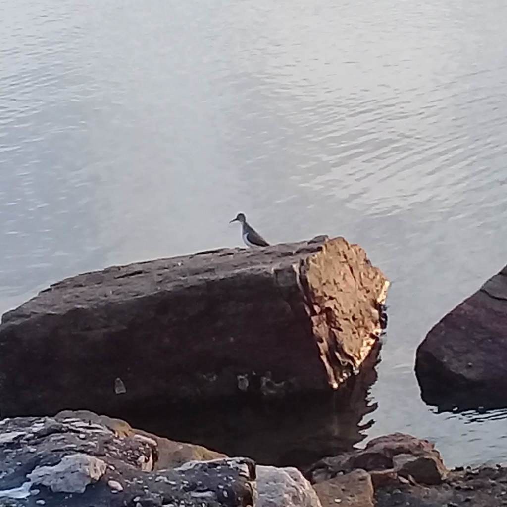 Перевозчик - ML638633170