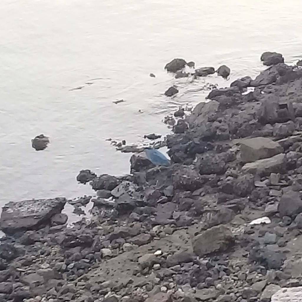 Little Heron - ML638633179