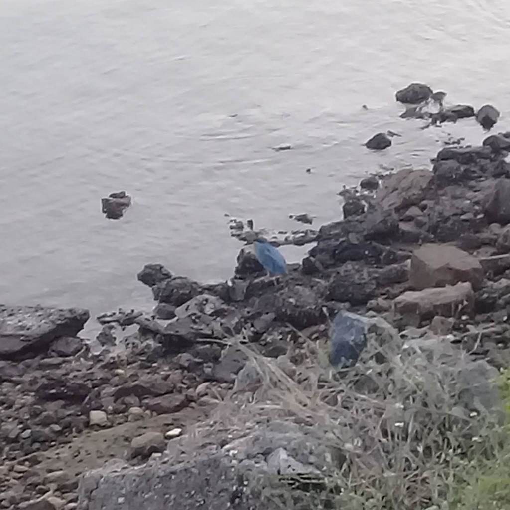 Little Heron - ML638633180