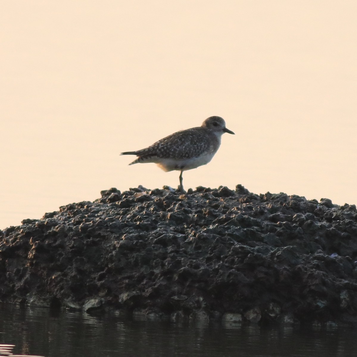 Black-bellied Plover - ML638633196