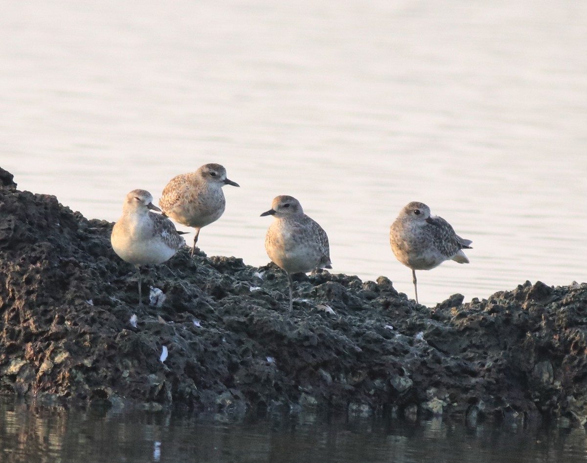Black-bellied Plover - ML638633206