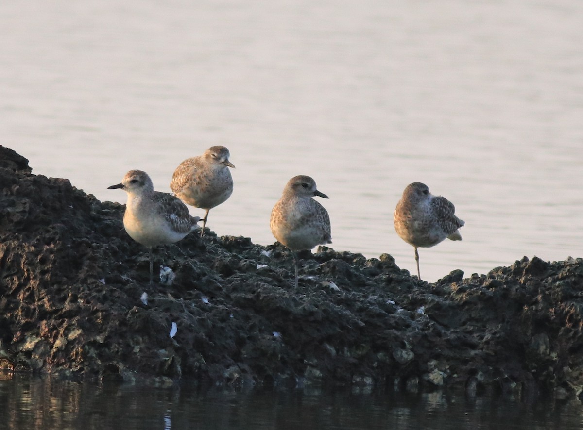 Black-bellied Plover - ML638633207