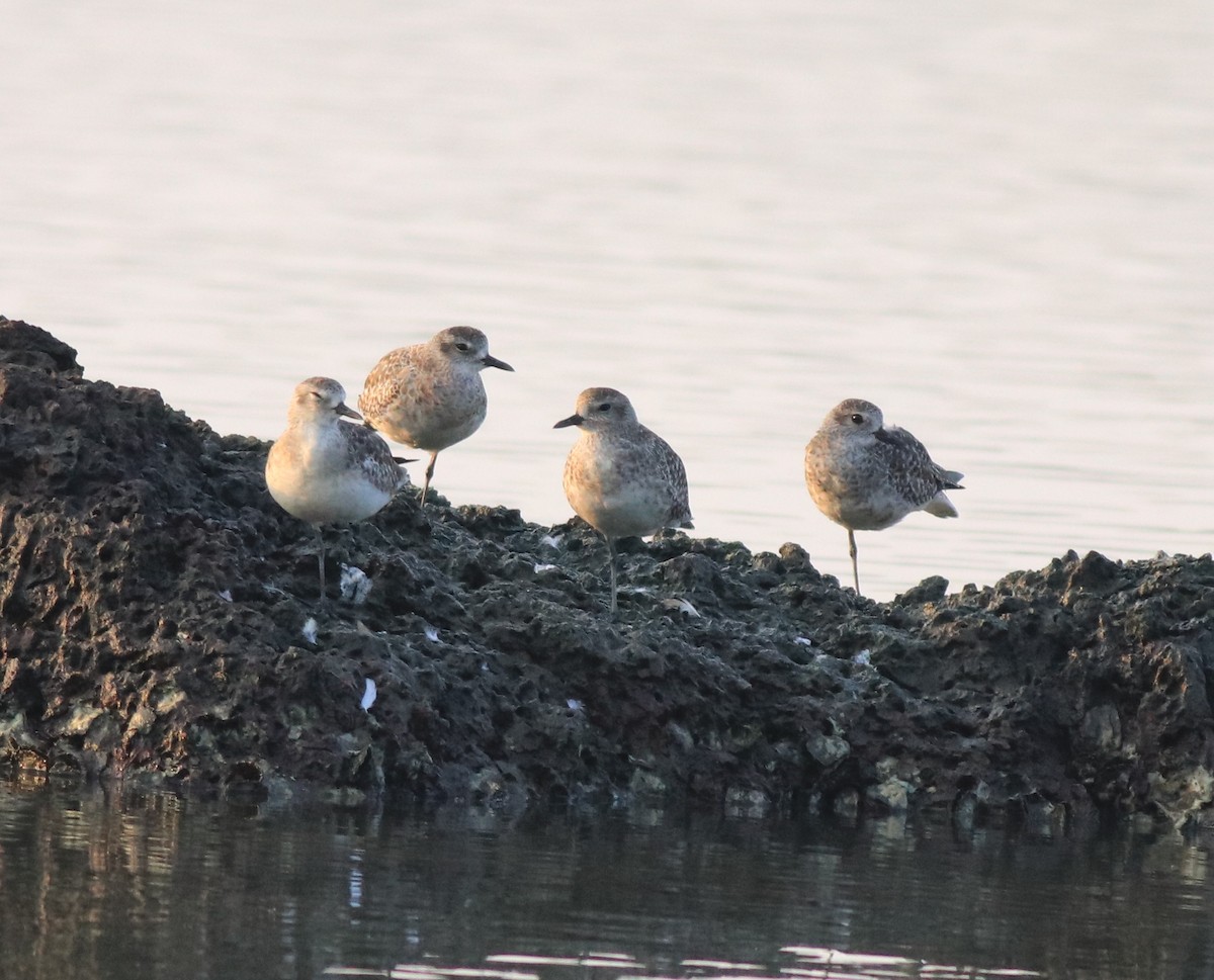 Black-bellied Plover - ML638633208