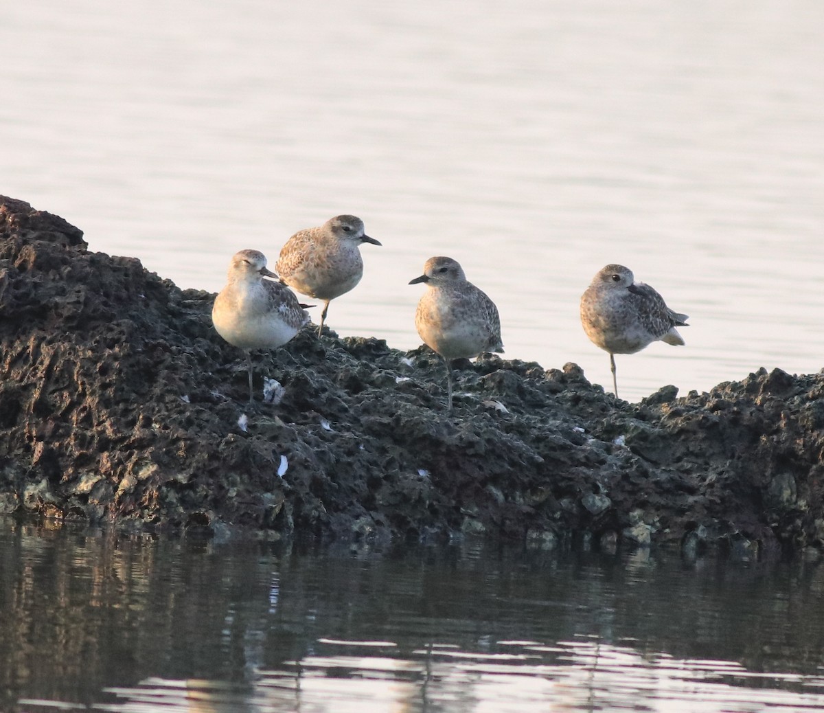 Black-bellied Plover - ML638633211