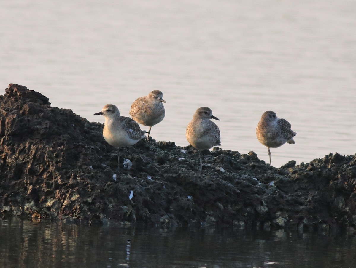 Black-bellied Plover - ML638633212
