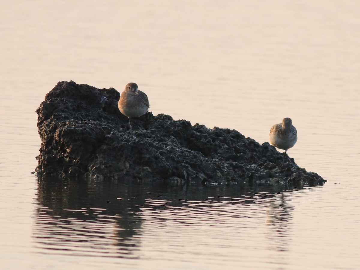 Black-bellied Plover - ML638633215