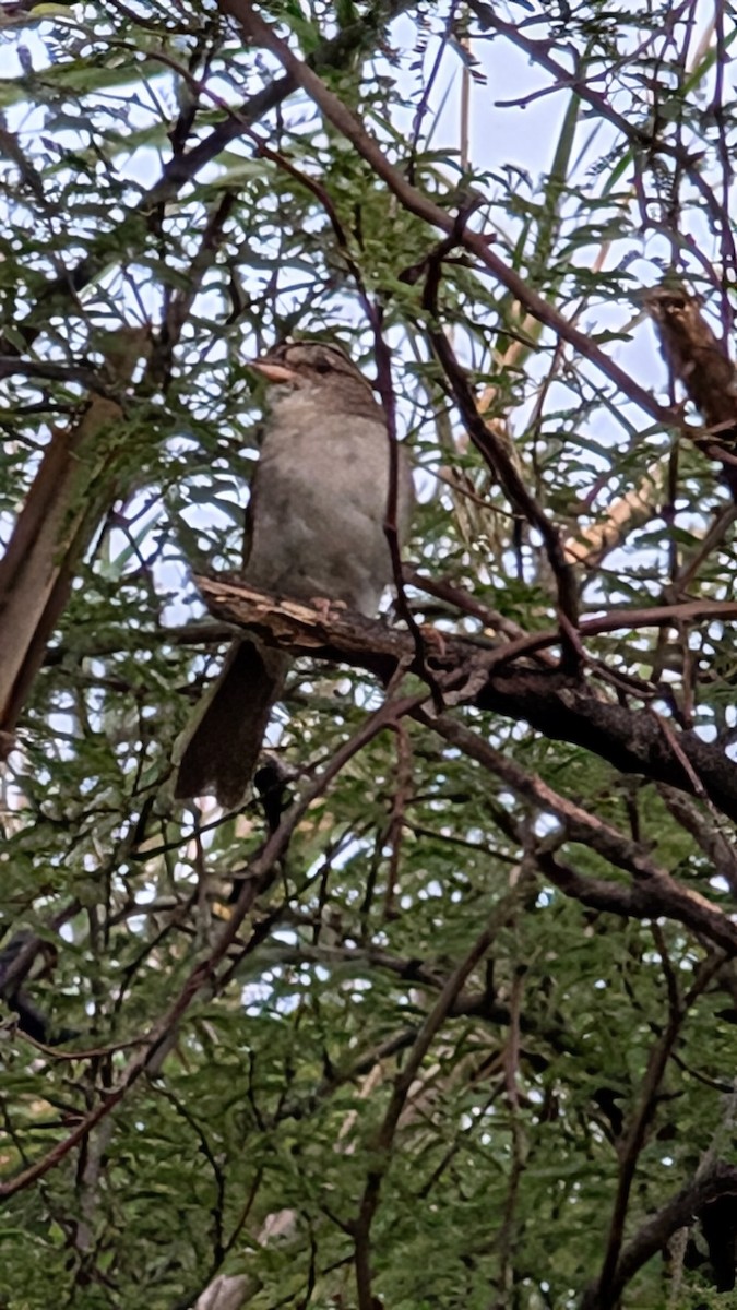 Olive Sparrow - ML638633237