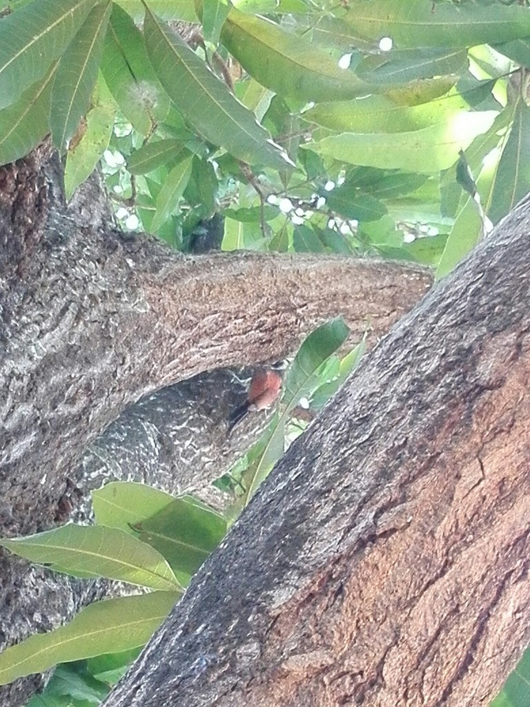 Бенгальский x Шриланкийский дятел-султан (гибрид) - ML638633239