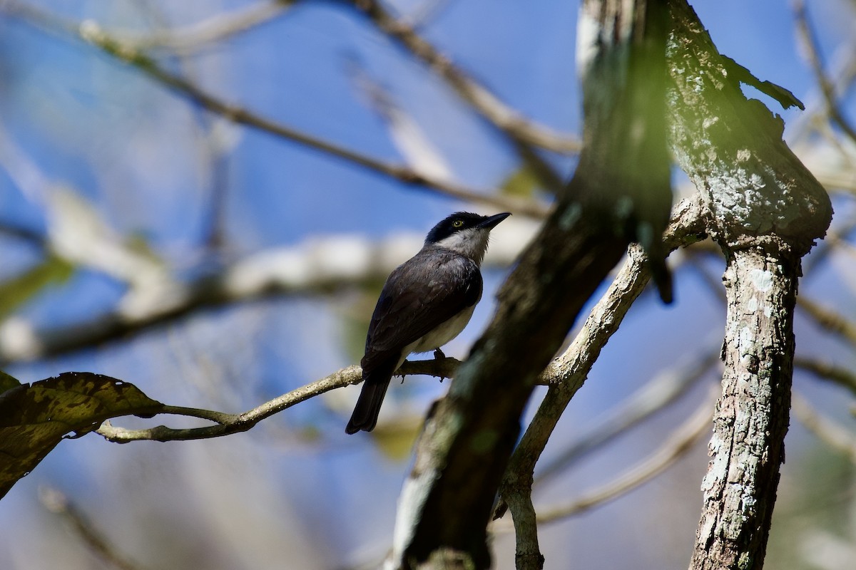 Malabar Woodshrike - ML638633256