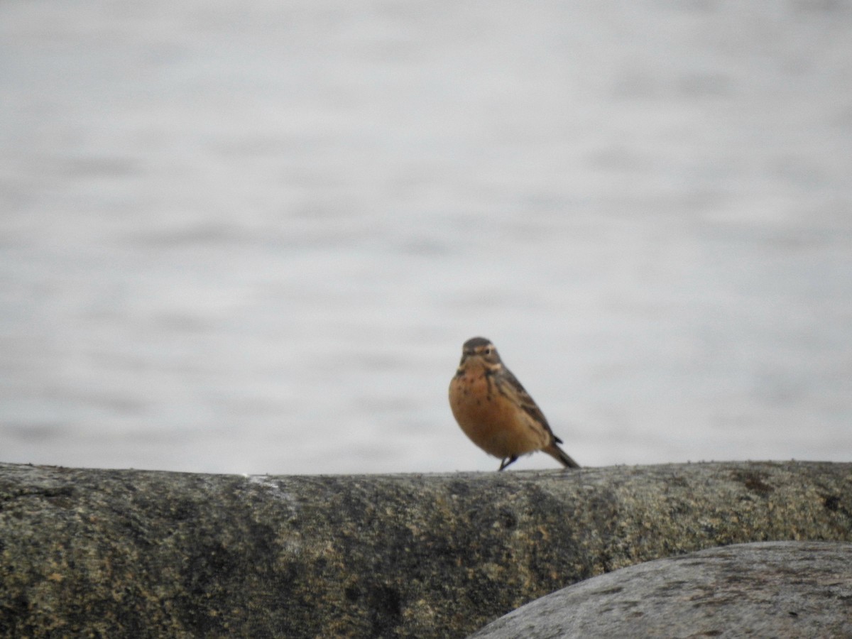 American Pipit - ML638633272