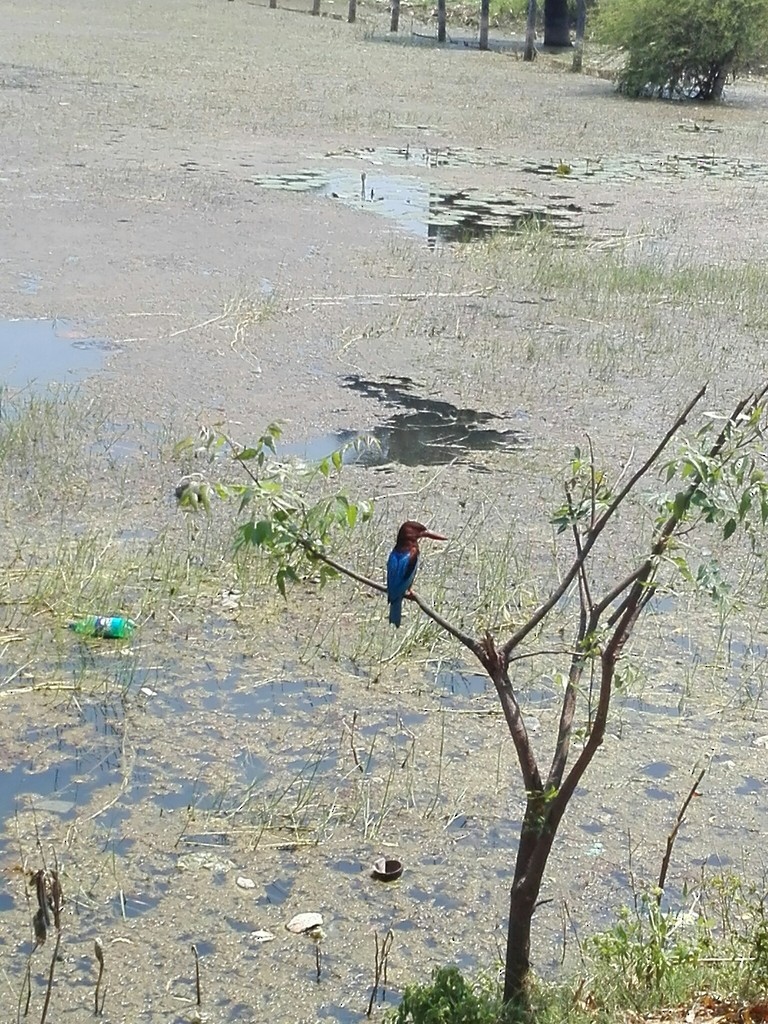 Красноносый зимородок - ML638633283