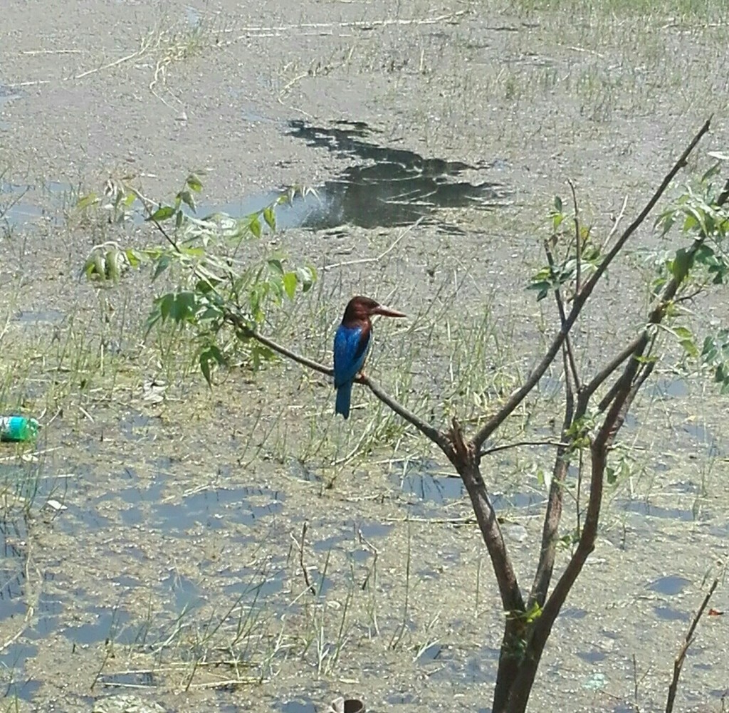 Красноносый зимородок - ML638633284