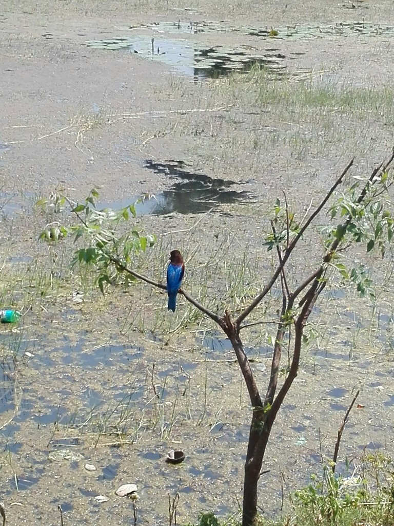 Красноносый зимородок - ML638633285