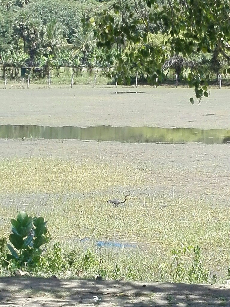 Рыжая цапля (группа purpurea) - ML638633301