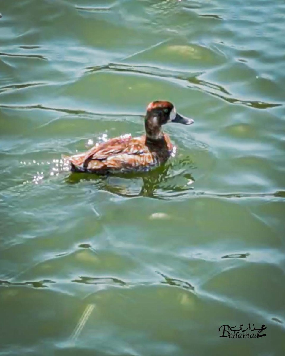 Greater Scaup - ML638633349
