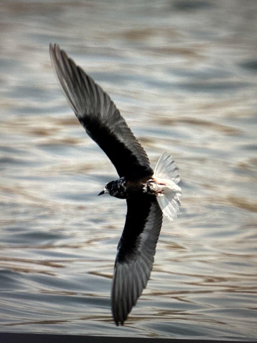 White-winged Tern - ML638633355