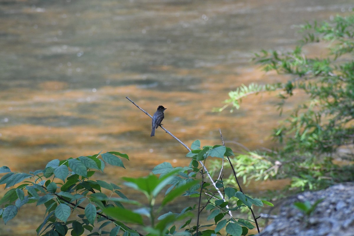 Eastern Phoebe - ML638633356