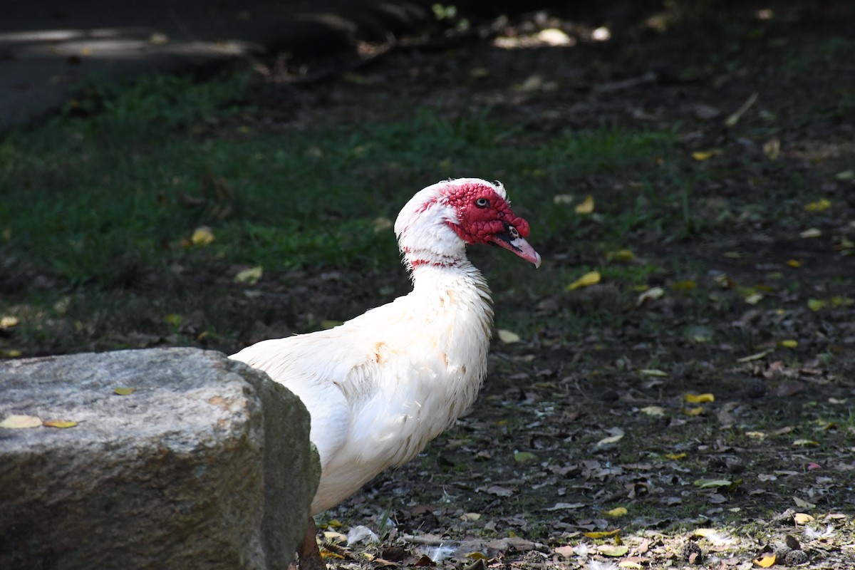 Muscovy Duck (Domestic type) - ML638633368