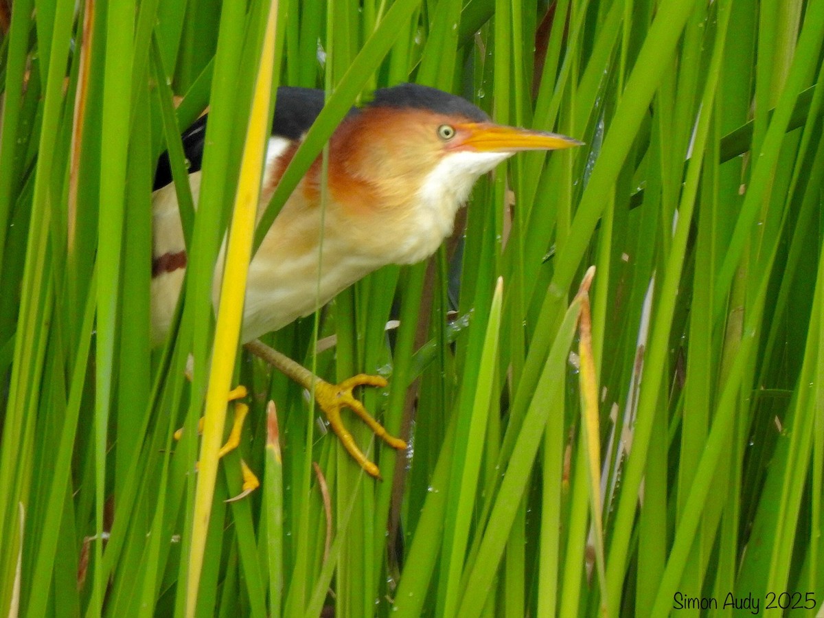 Least Bittern - ML638633377